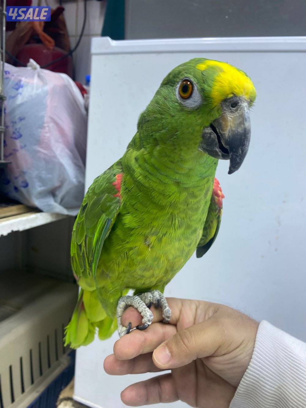 للبيع امازون يلوكرون العمر تقريبن سنتين ربوه يطلع عالايد في كلام0