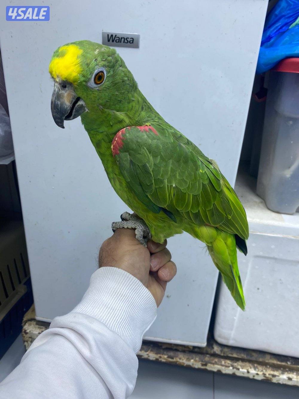 للبيع امازون يلوكرون العمر تقريبن سنتين ربوه يطلع عالايد في كلام2