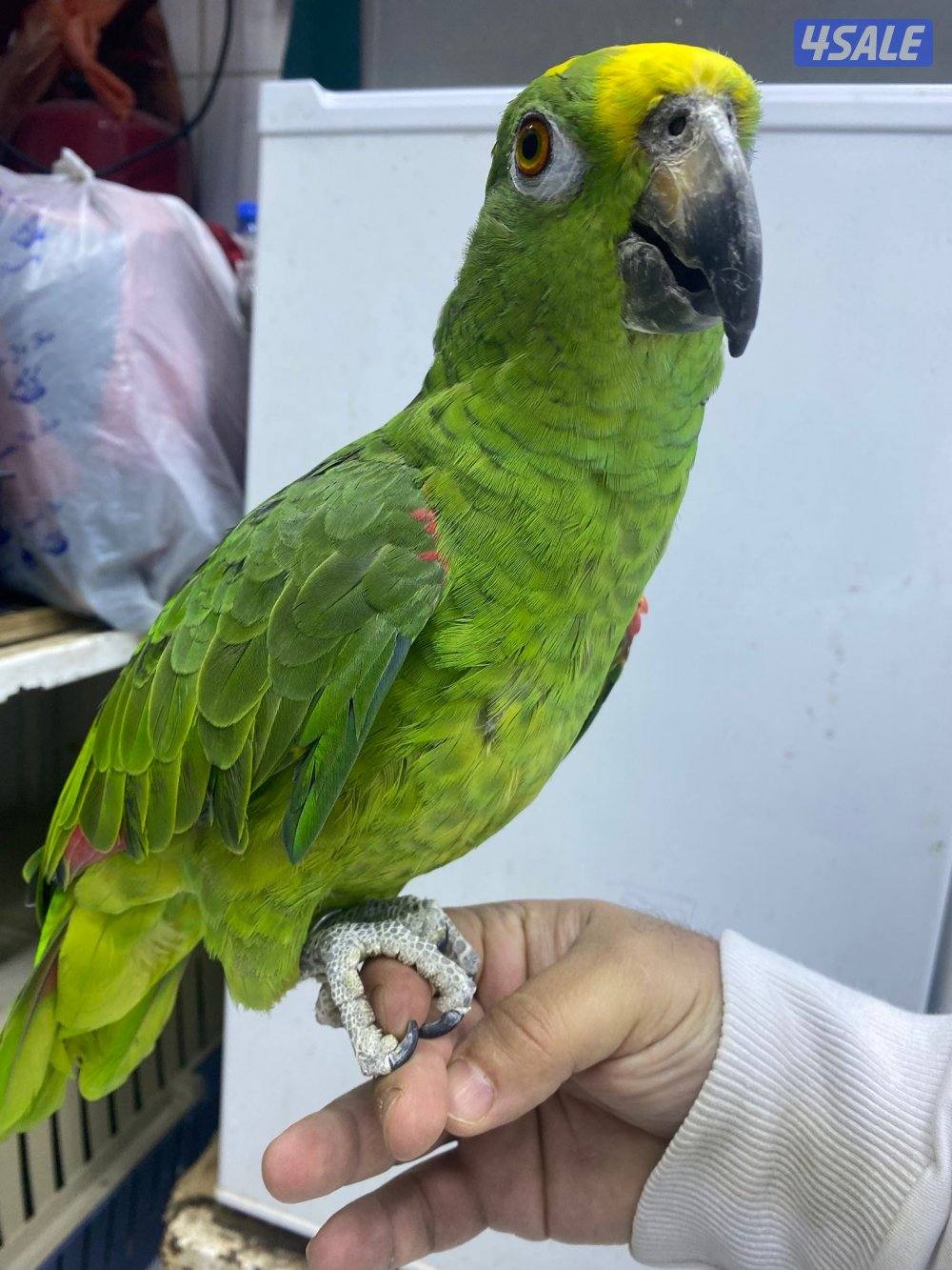 للبيع امازون يلوكرون العمر تقريبن سنتين ربوه يطلع عالايد في كلام4