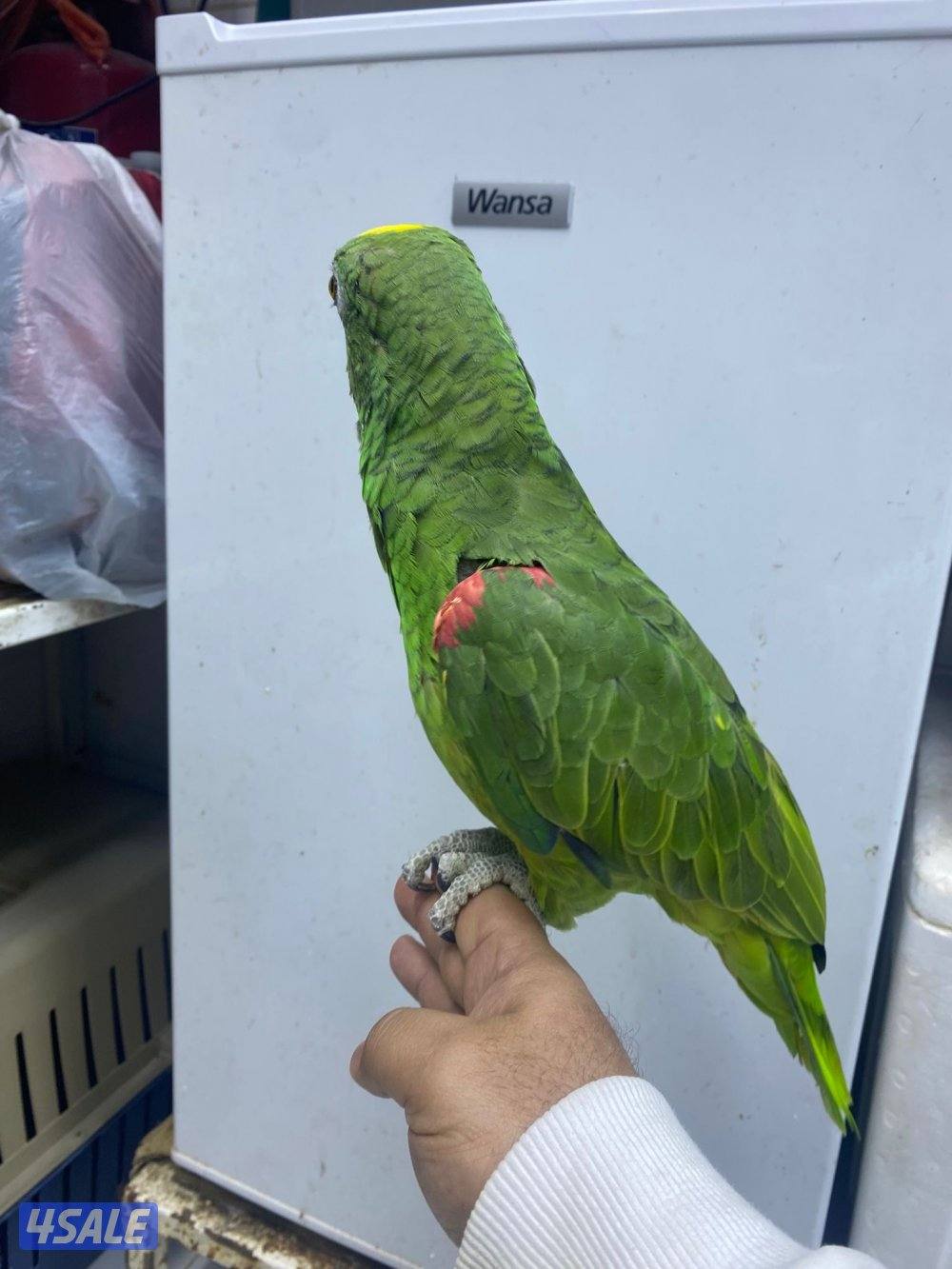 للبيع امازون يلوكرون العمر تقريبن سنتين ربوه يطلع عالايد في كلام3