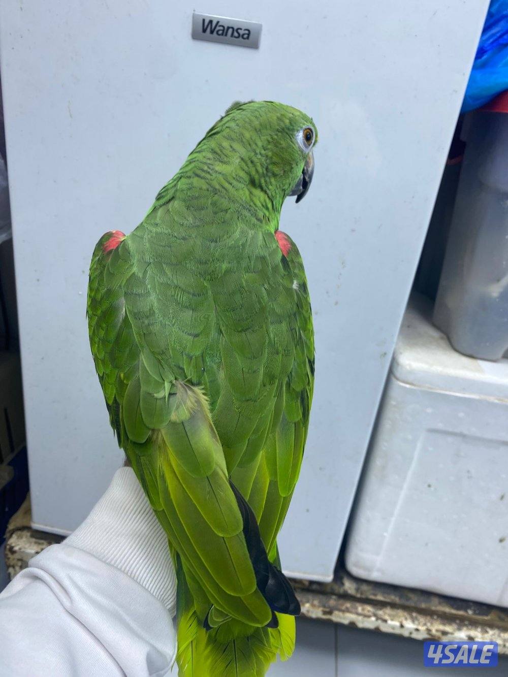 للبيع امازون يلوكرون العمر تقريبن سنتين ربوه يطلع عالايد في كلام5