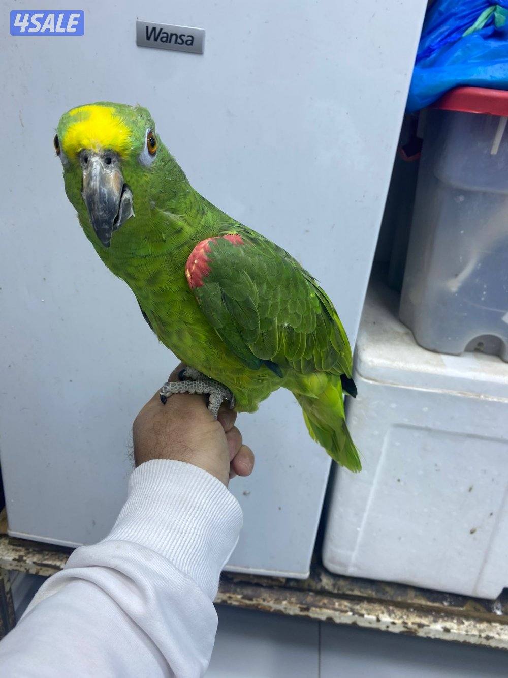 للبيع امازون يلوكرون العمر تقريبن سنتين ربوه يطلع عالايد في كلام6