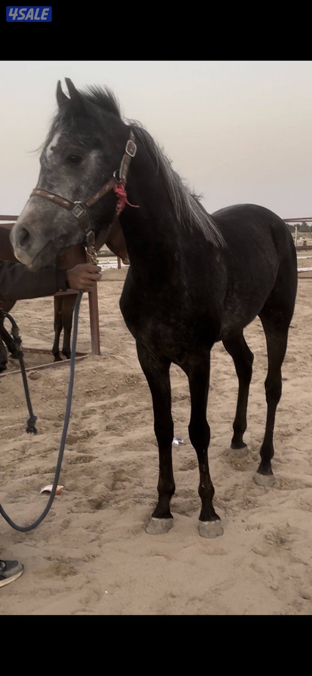 للبيع مجموعه خيل1