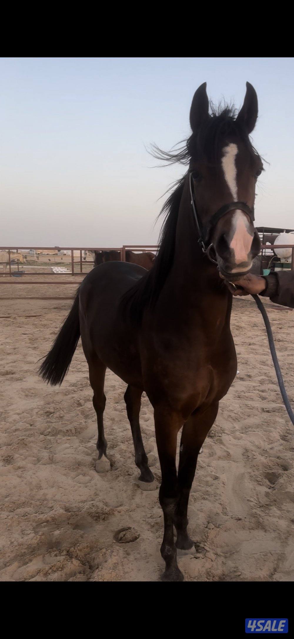 للبيع مجموعه خيل2