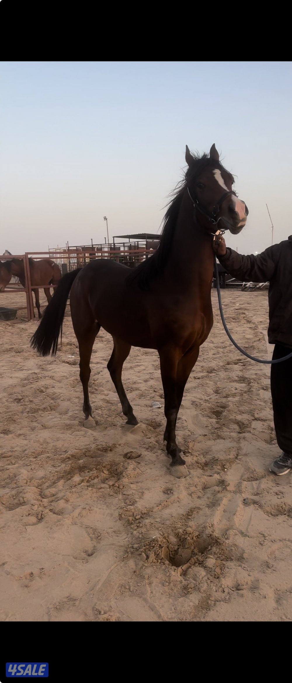 للبيع مجموعه خيل3