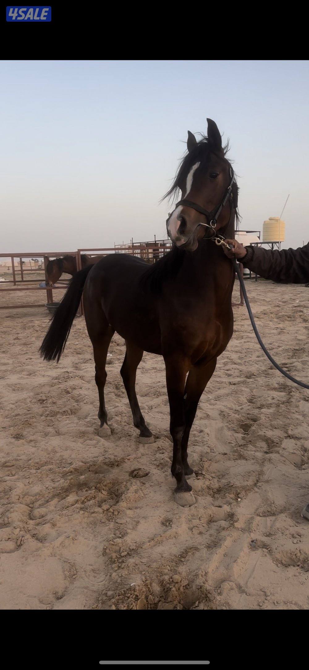 للبيع مجموعه خيل4