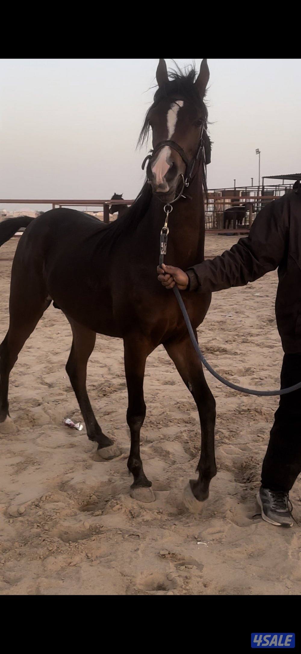 للبيع مجموعه خيل5