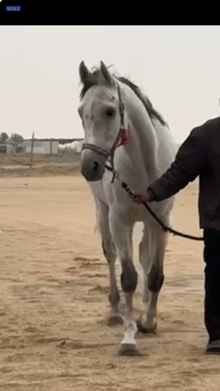 للبيع مجموعه خيل6