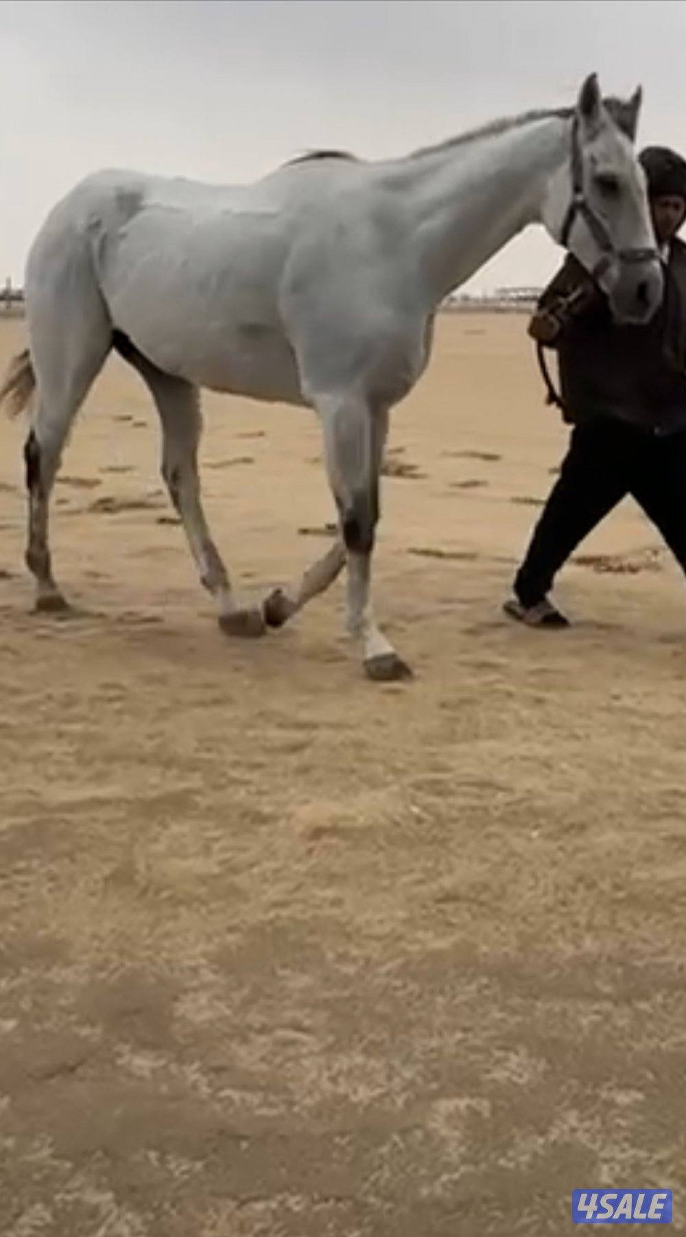 للبيع مجموعه خيل7