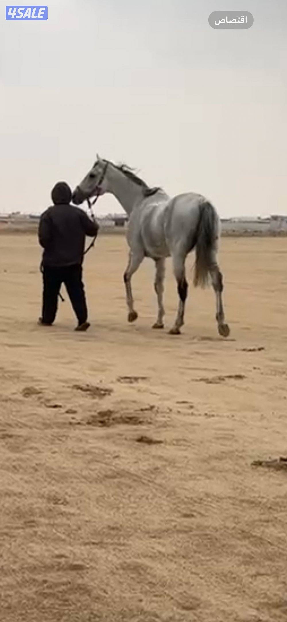 للبيع مجموعه خيل8