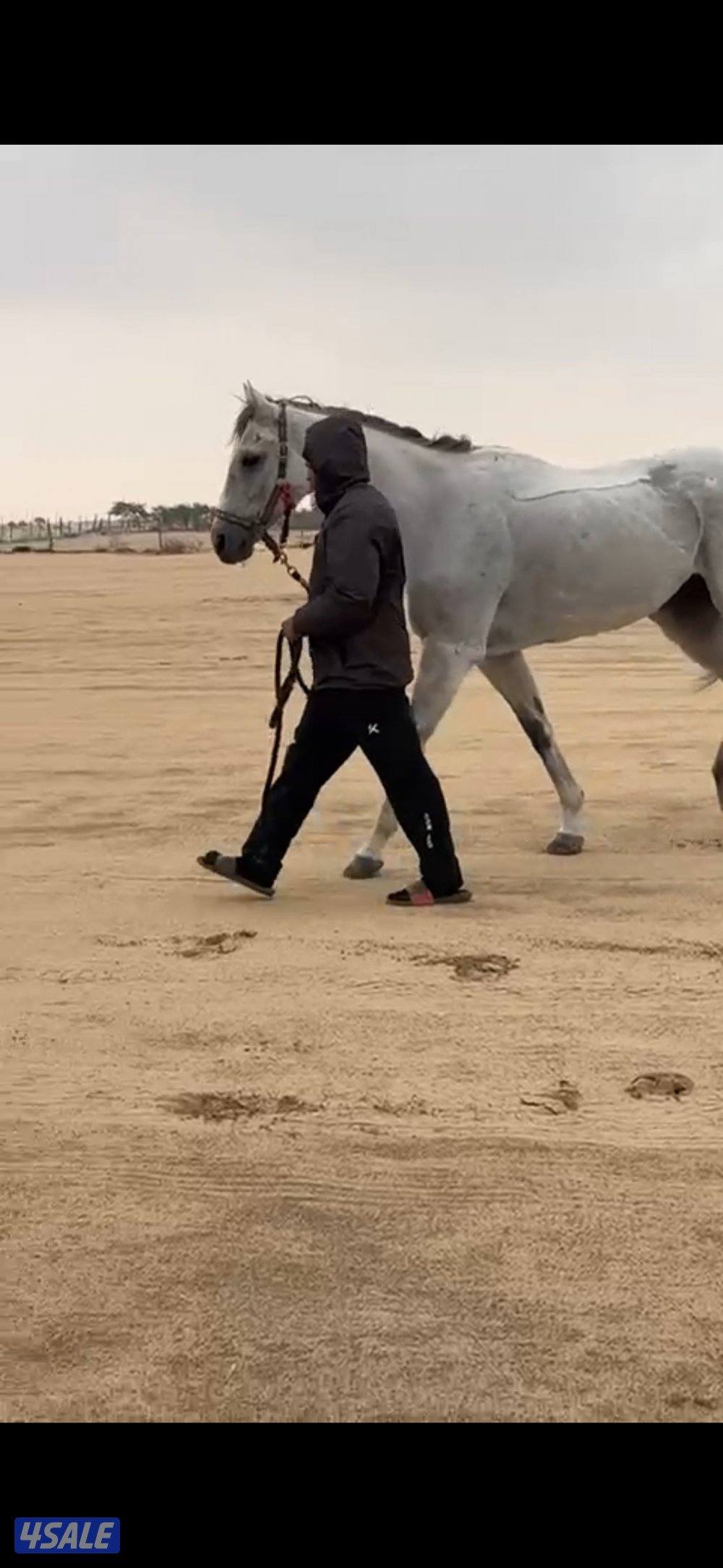 للبيع مجموعه خيل9