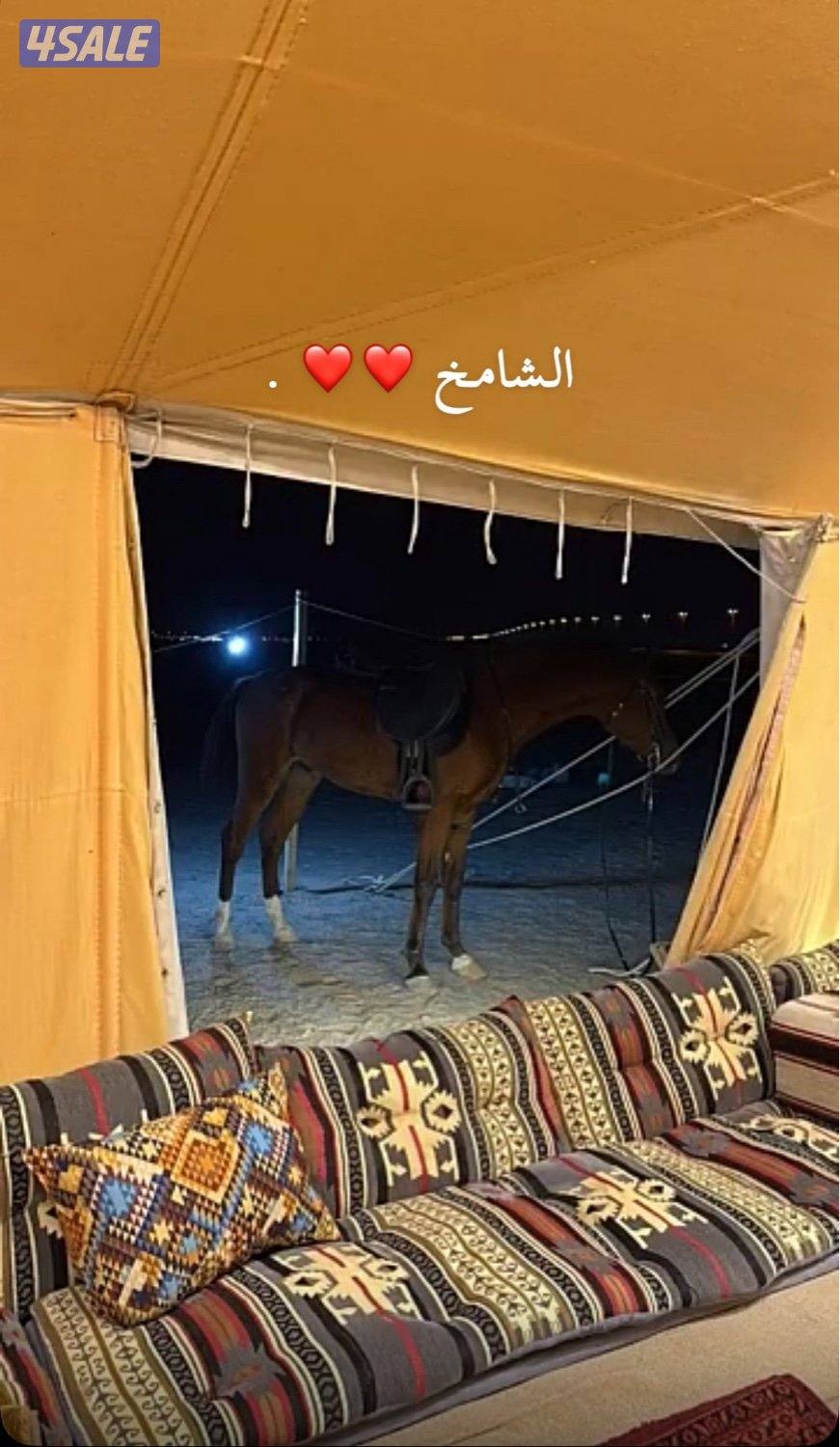 حصان بولش بلدي مواليد 22  شرط السلم ماعاد جروح بسيطه ماتاثر عليه0