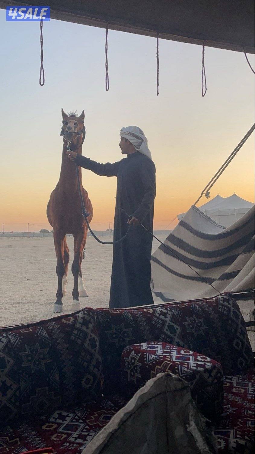 حصان بولش بلدي مواليد 22  شرط السلم ماعاد جروح بسيطه ماتاثر عليه1