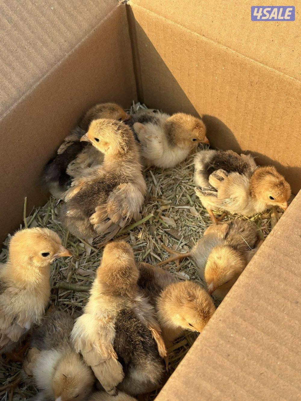 🐣 نوادر الوايندوت بوف 🐣0