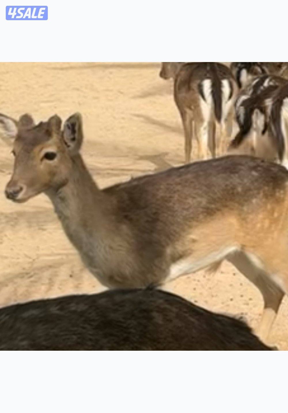 مطلوب غزال0