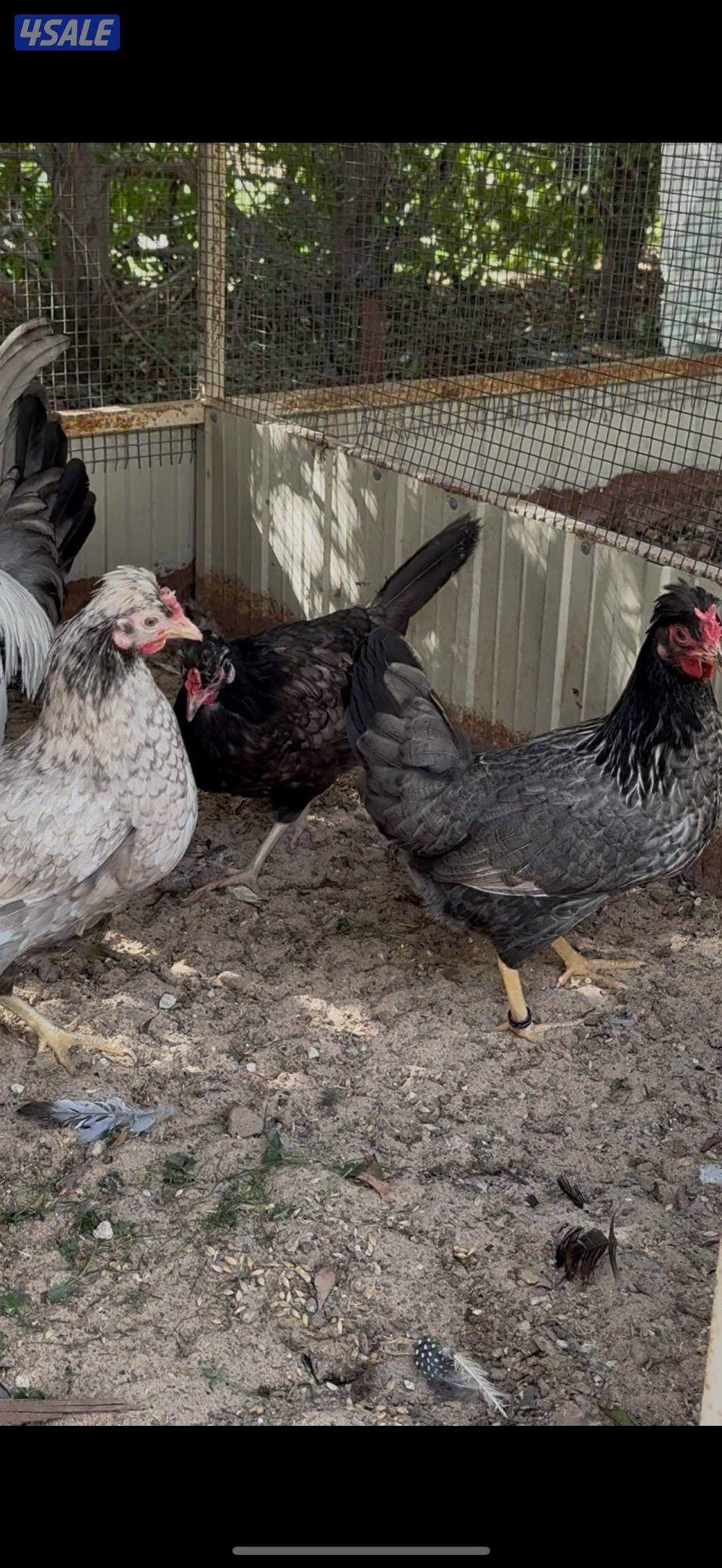 عربي قديم ملاوين0