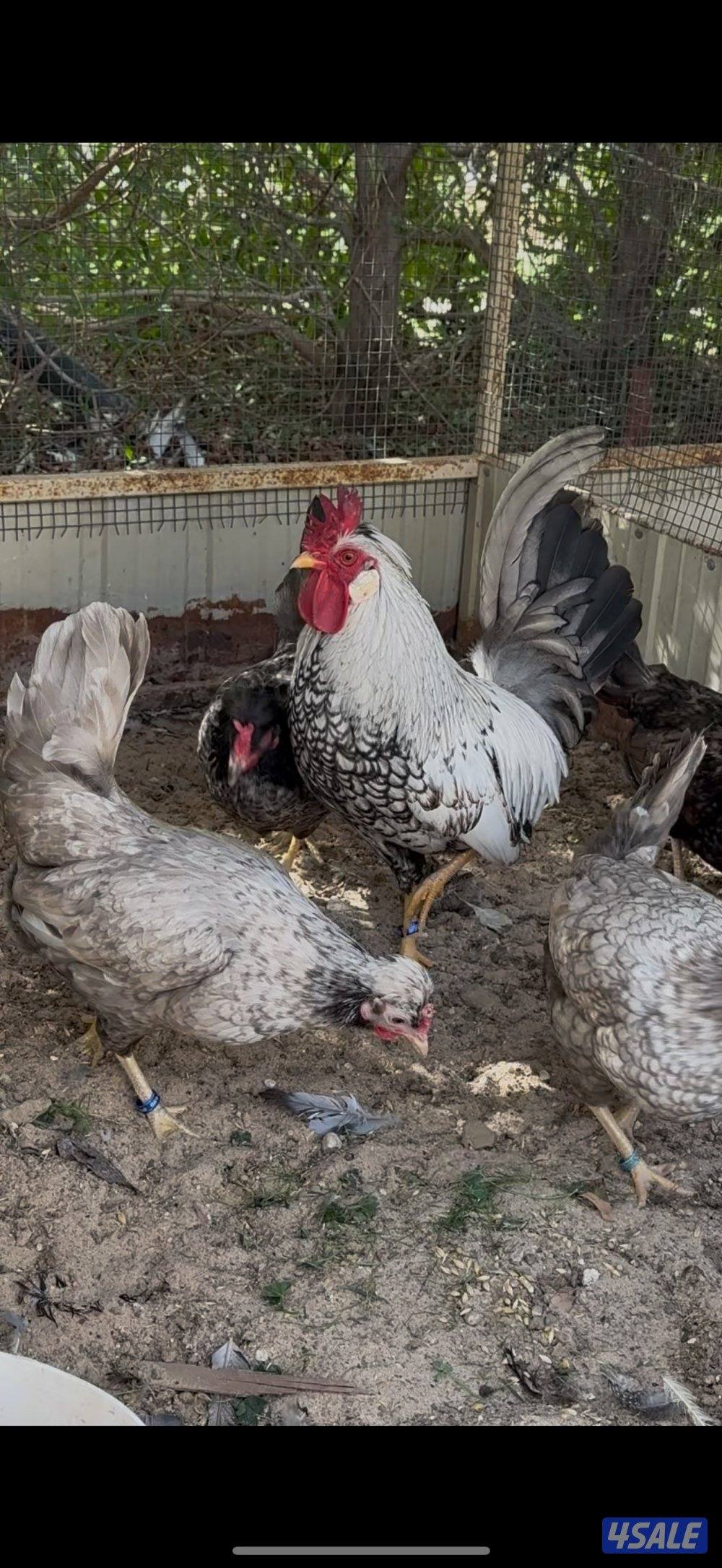 عربي قديم ملاوين1