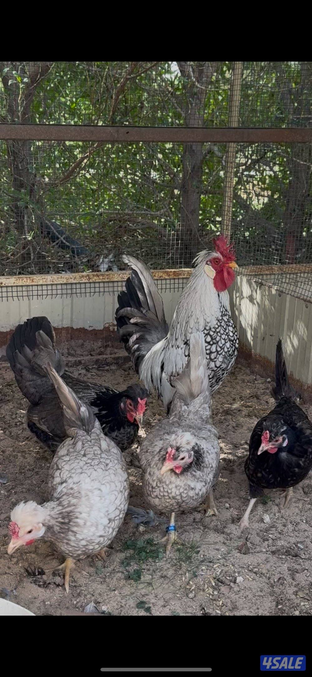 عربي قديم ملاوين2