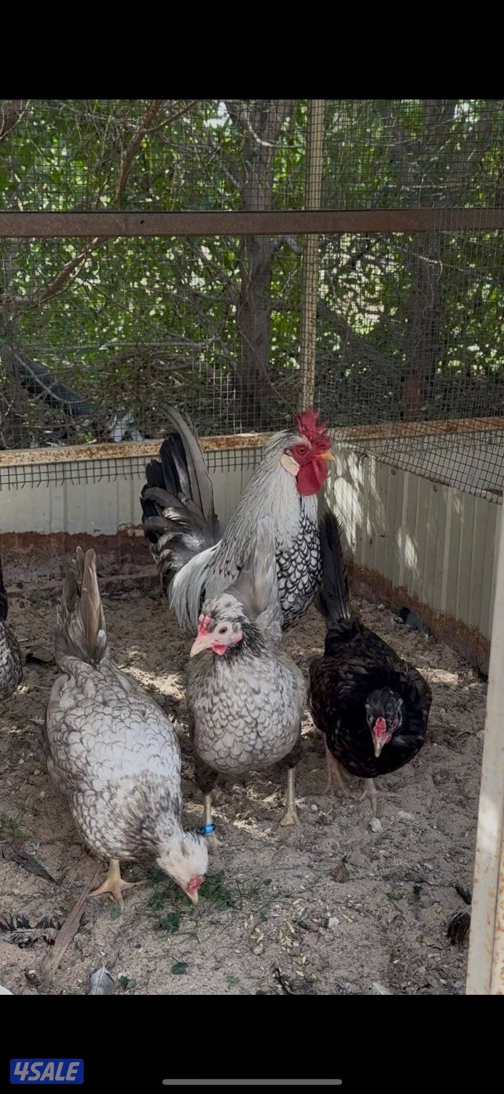 عربي قديم ملاوين3