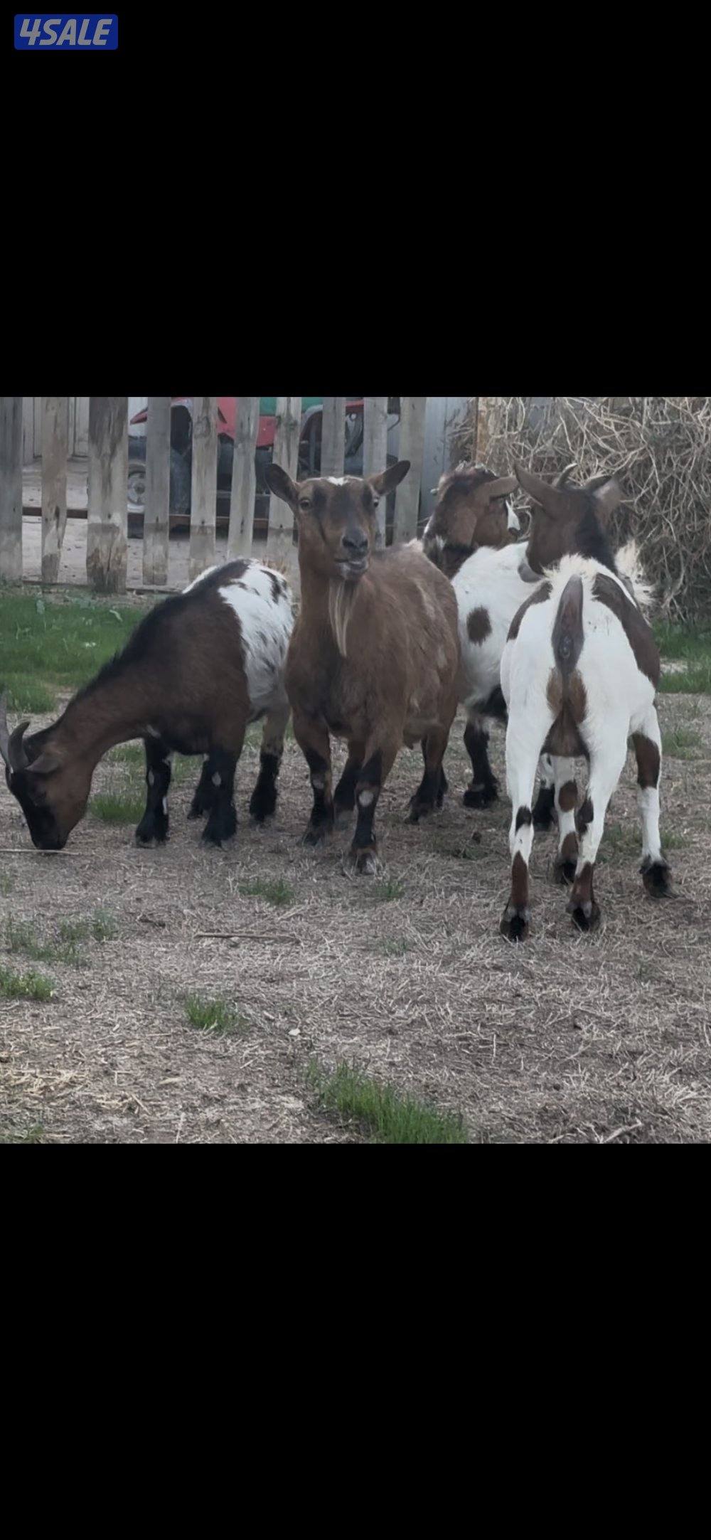 معزا جيكي رخيصه + بربريات جفار3