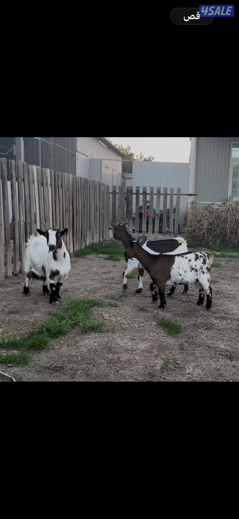 معزا جيكي رخيصه + بربريات جفار4