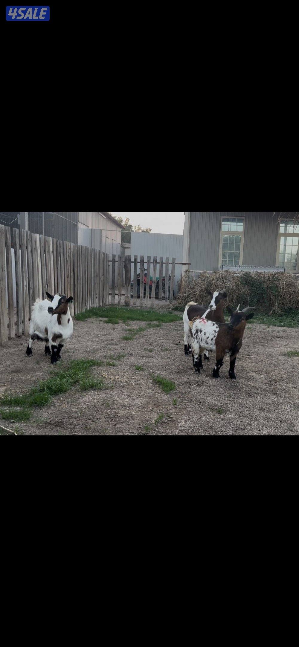 معزا جيكي رخيصه + بربريات جفار5