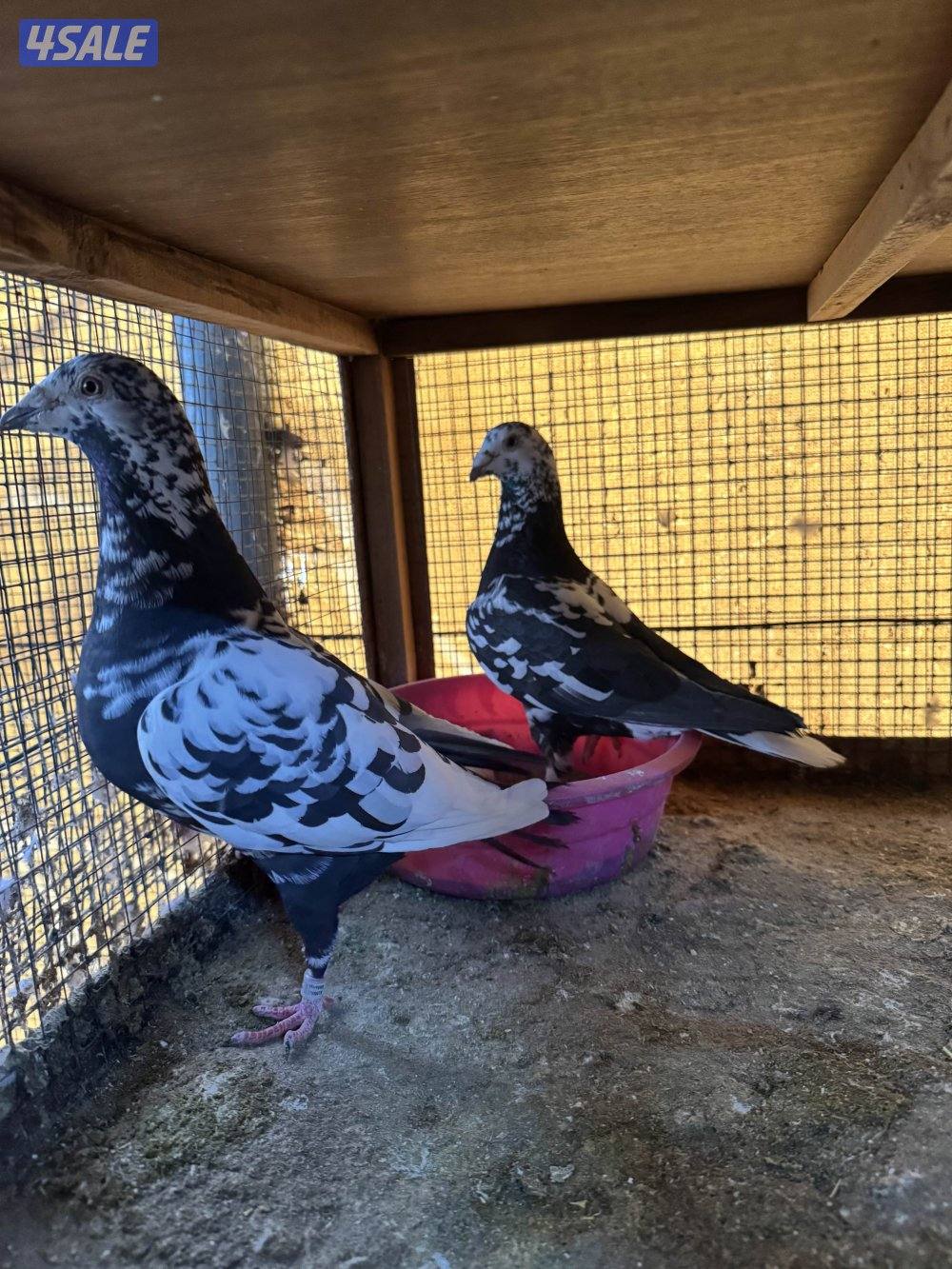 حمّام زاجل0