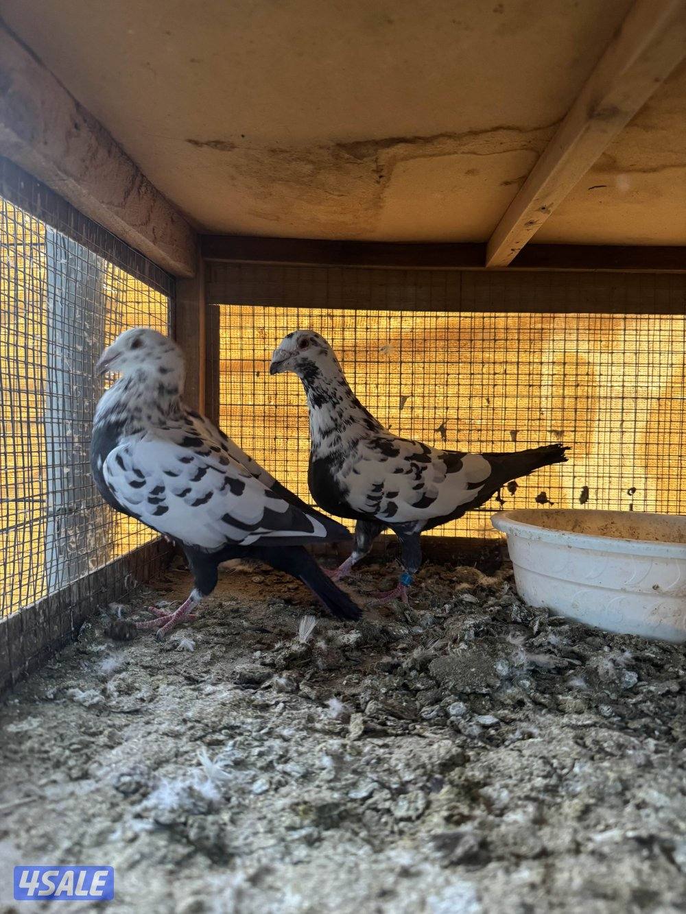 حمّام زاجل2