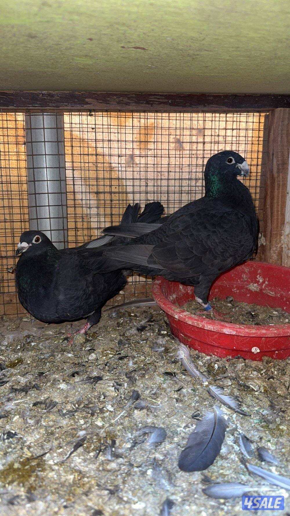 حمّام زاجل5