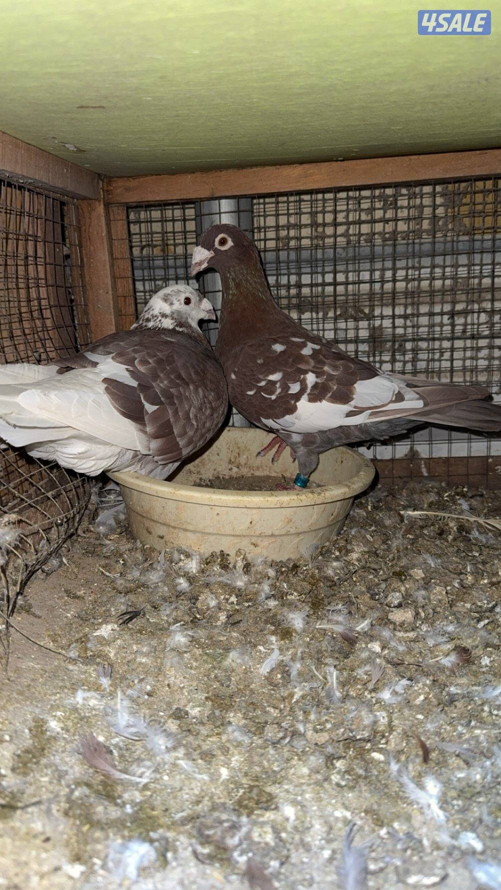 حمّام زاجل4