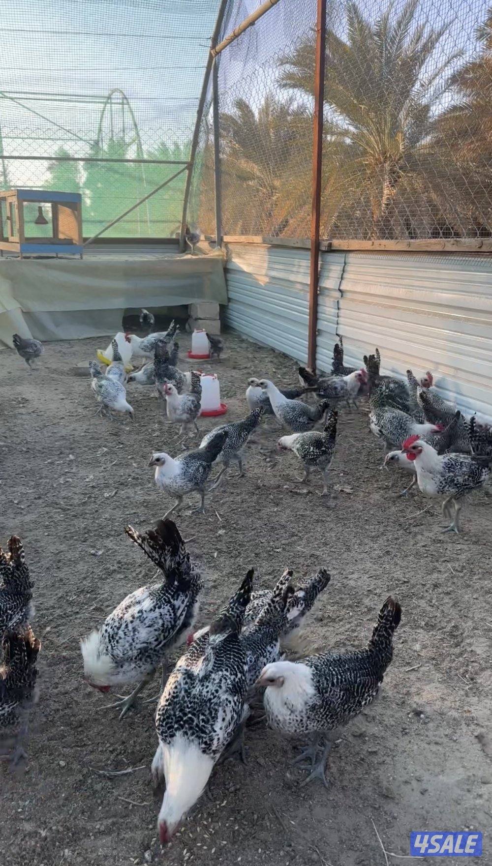 للبيع مجاميع فيومي العمر ٣ اشهر0