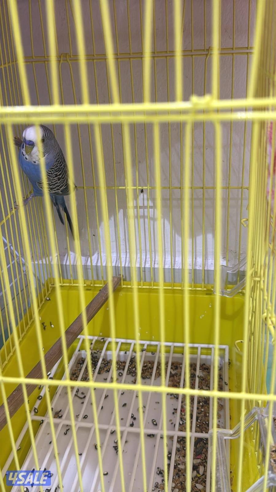 ازواج طيور0