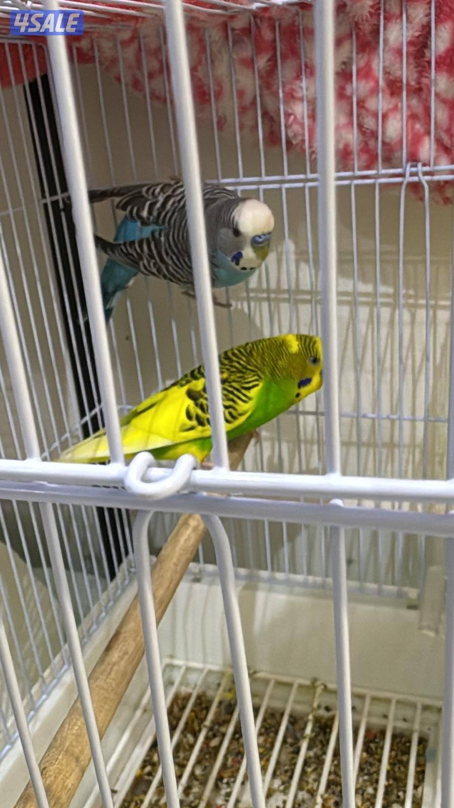 ازواج طيور1