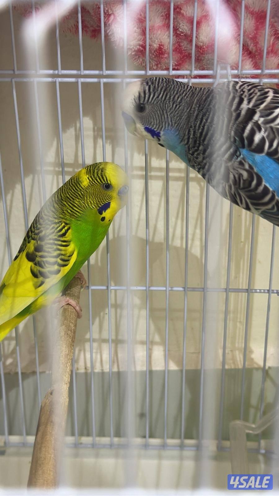 ازواج طيور2