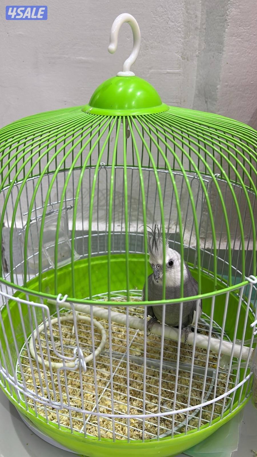 ازواج طيور3