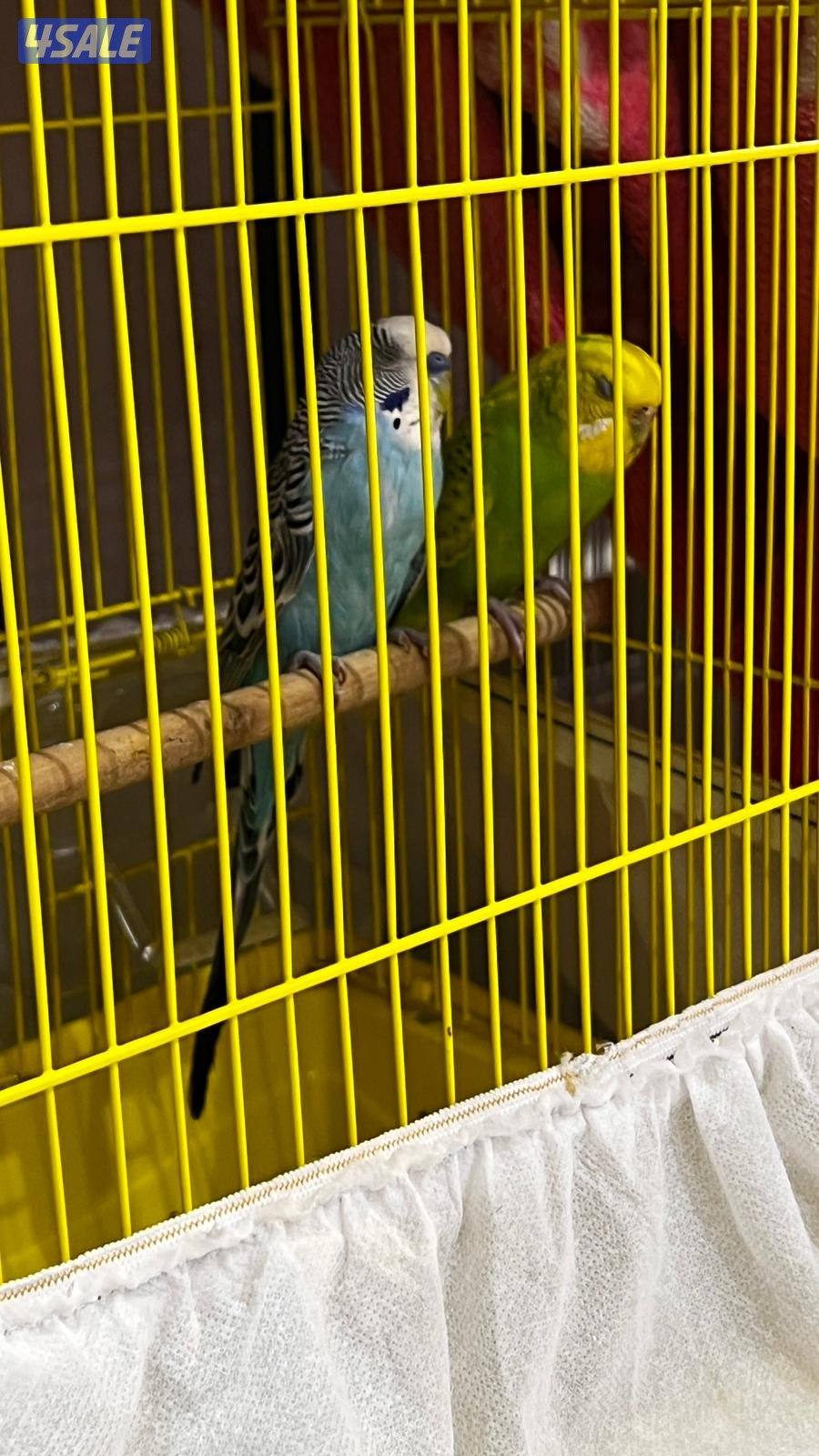 ازواج طيور4