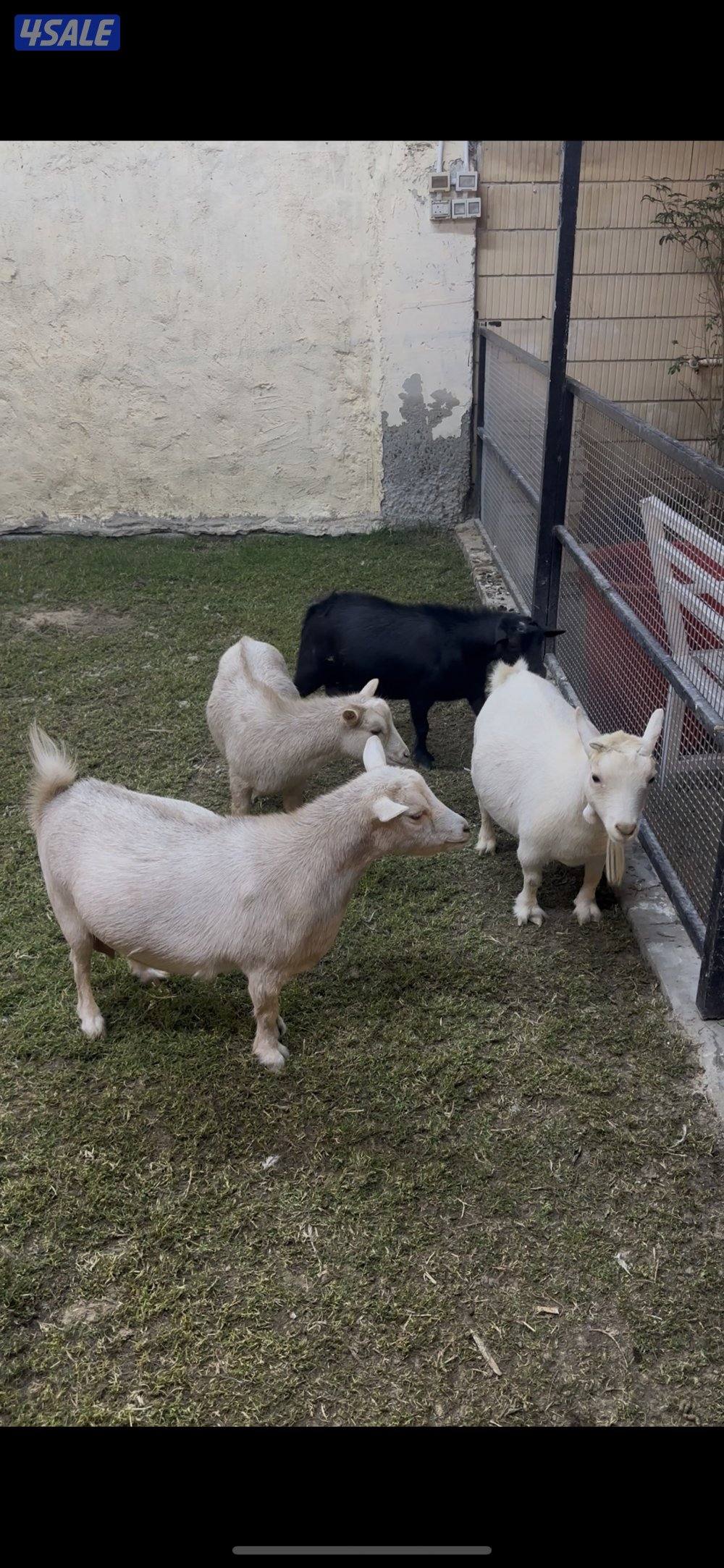 للبيع ماعز قزم جيكي مكسات عدد ٤ منهم ٣ مضاريع مقروعين على فحل ابيض0