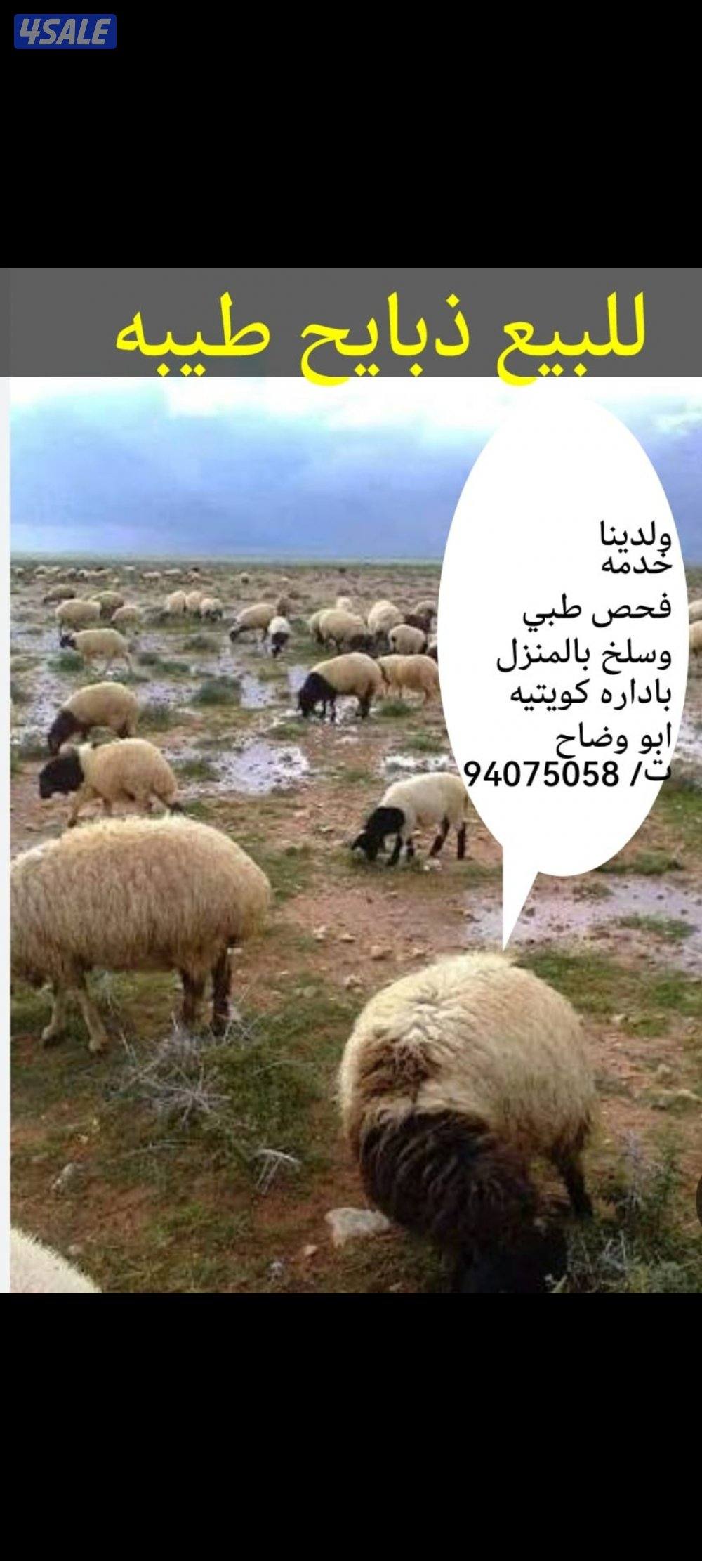 للبيع ذبايح طيبه ادارة كويتيه0