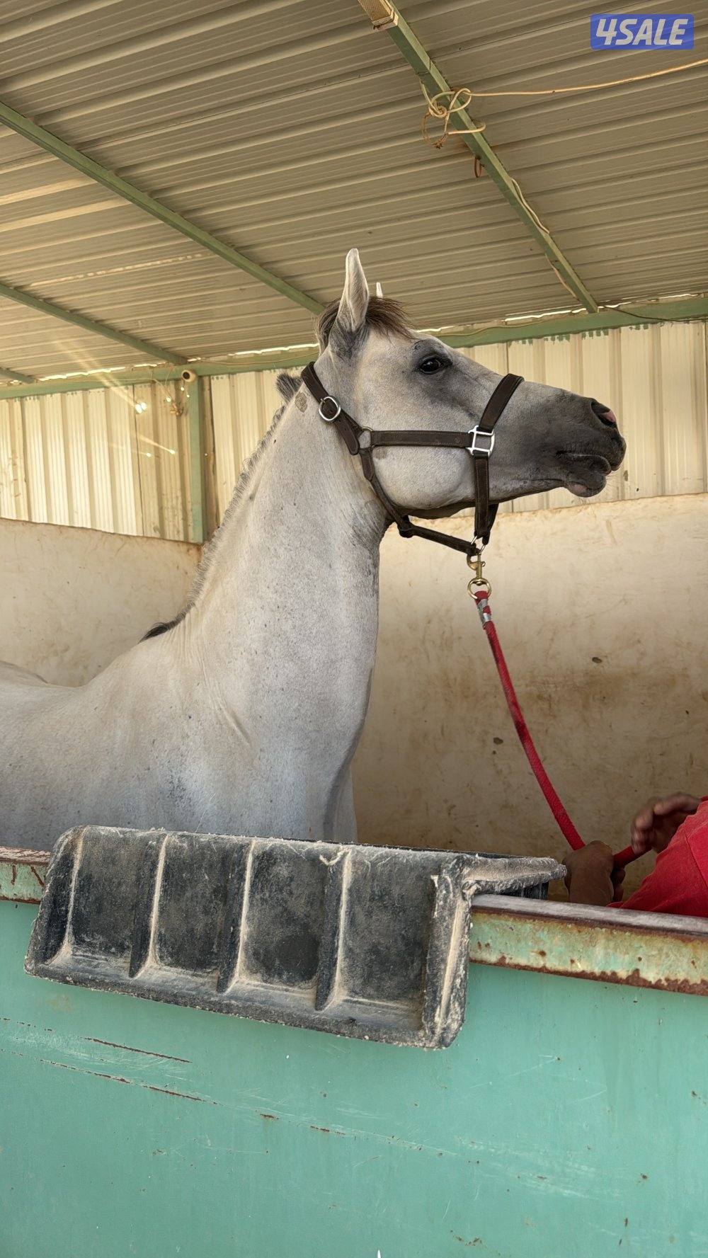 حصان بولش الارتفاع 1.600