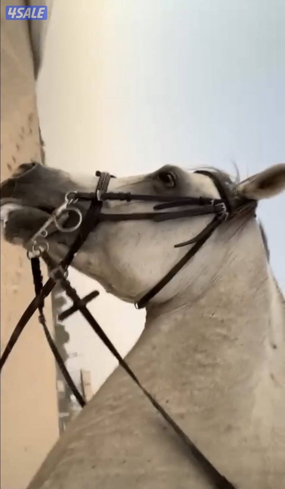 حصان بولش الارتفاع 1.602