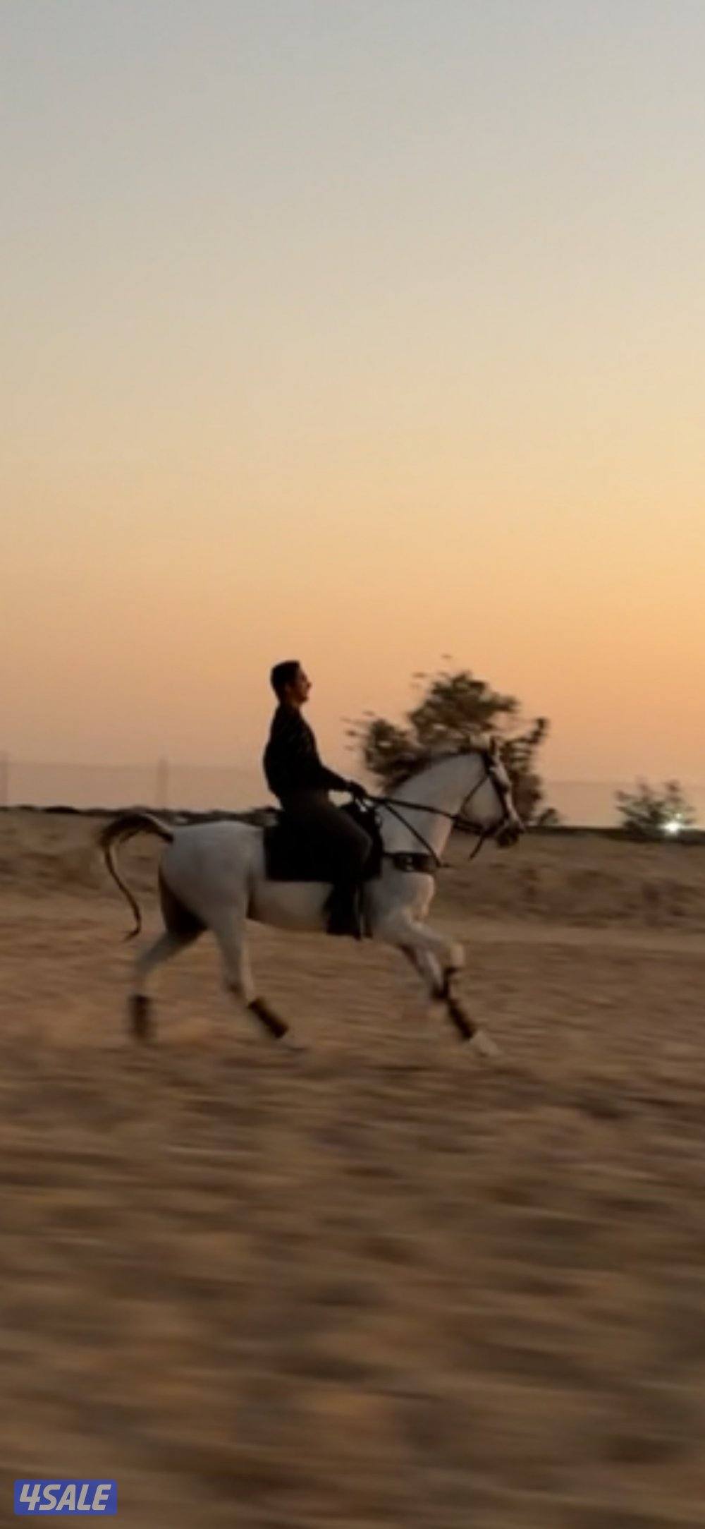 حصان بولش الارتفاع 1.603