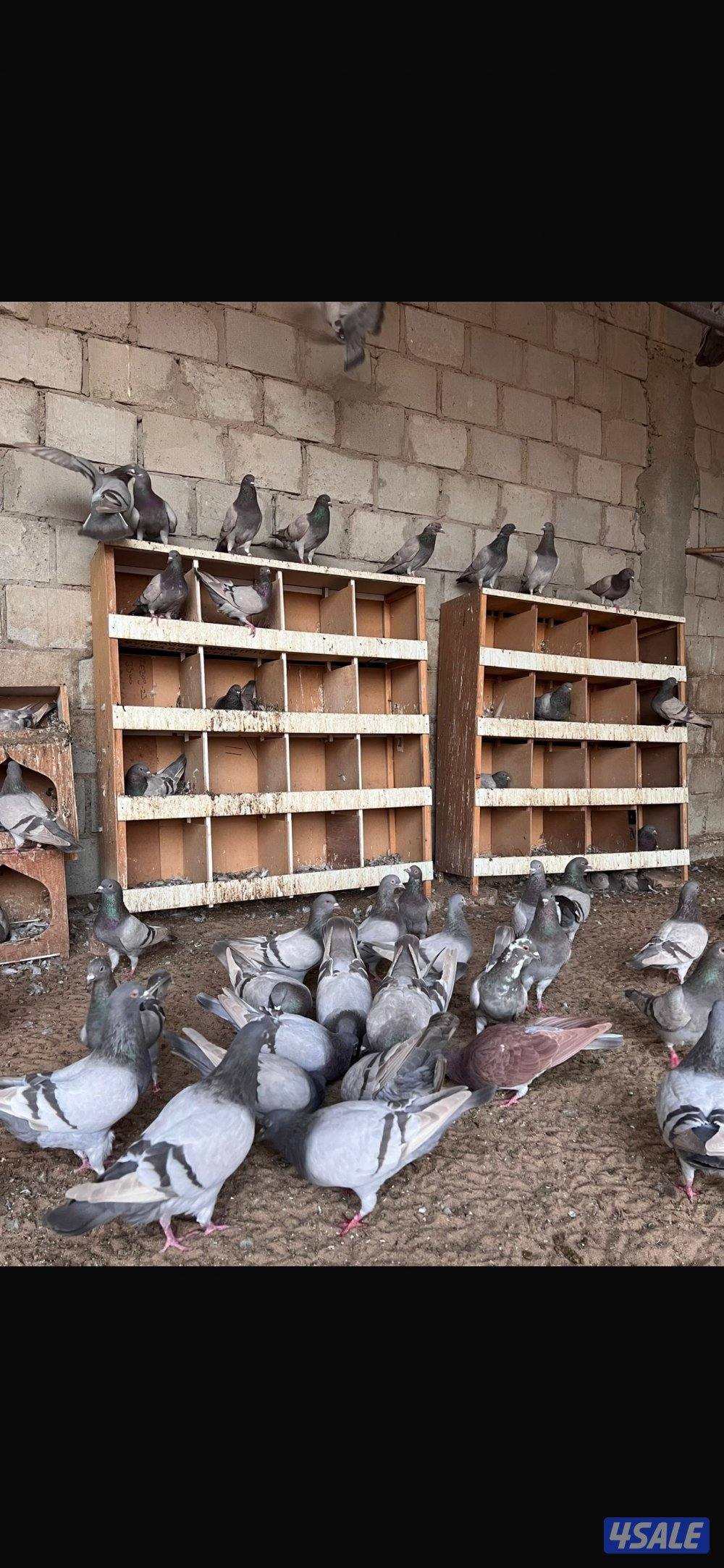 للبيع حمام لاحم سلفر0