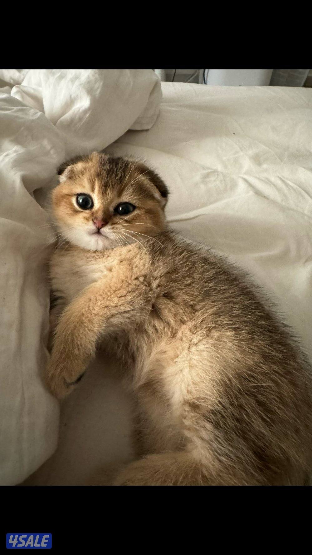 للبيع كتن ذكر1