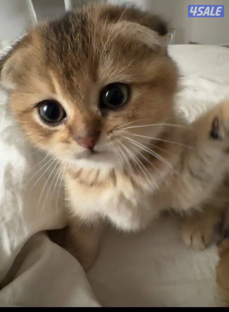 للبيع كتن ذكر2