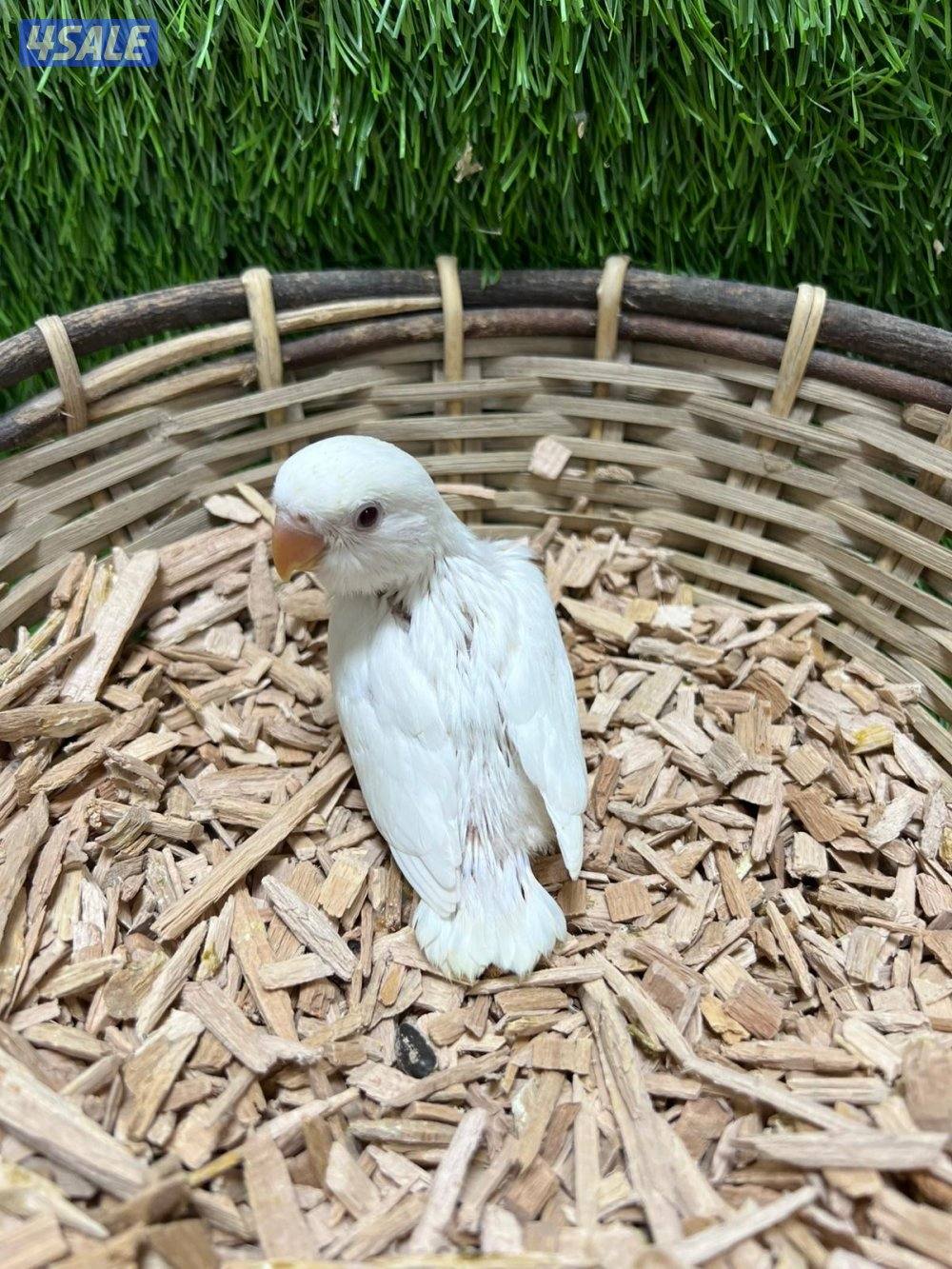 فروخ لوف بيرد انتاج الكويت1