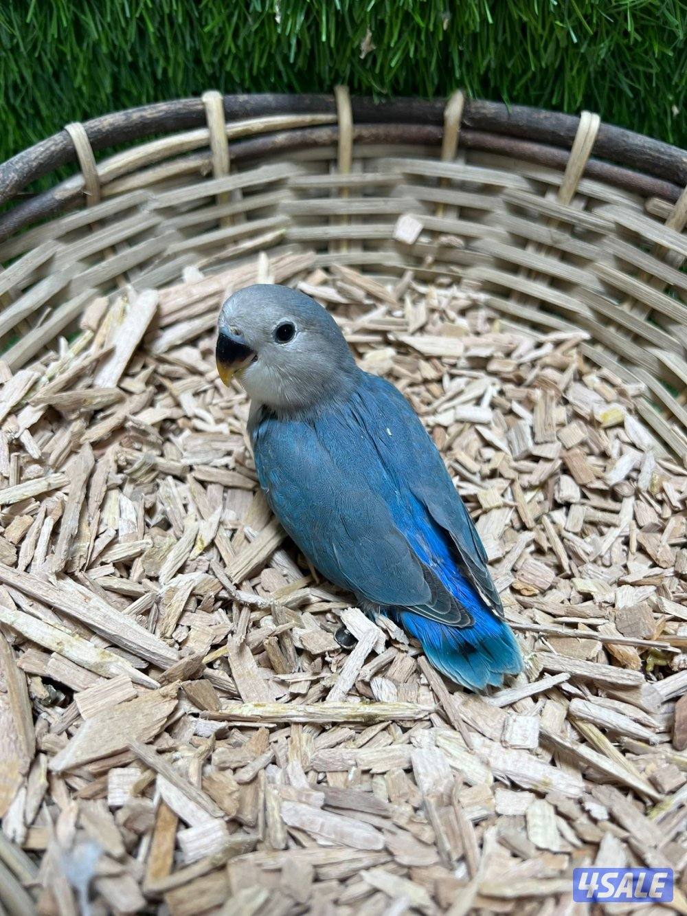 فروخ لوف بيرد انتاج الكويت2