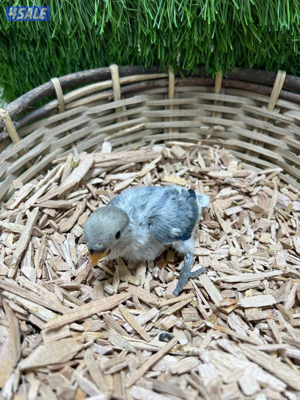 فروخ لوف بيرد انتاج الكويت3