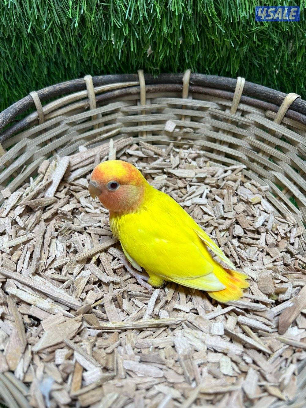 فروخ لوف بيرد انتاج الكويت4