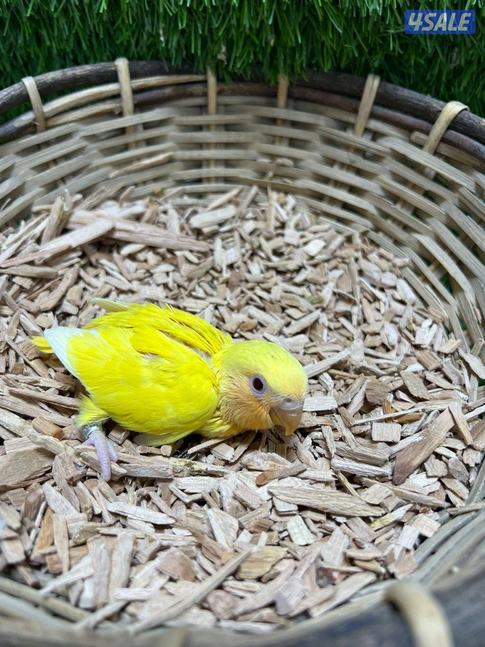 فروخ لوف بيرد انتاج الكويت5