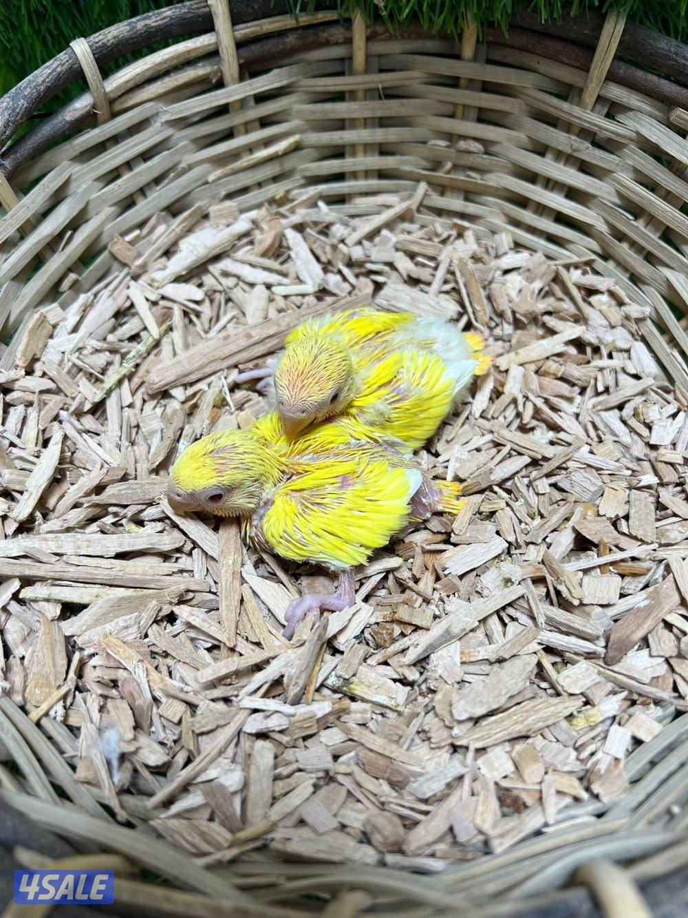 فروخ لوف بيرد انتاج الكويت6